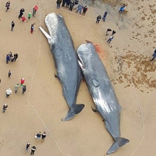 Ballenas muertas encontradas en Alemania tenían partes de autos y plástico en sus estómagos