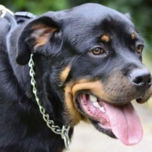 Detenido el dueño de los tres rottweilers que atacaron a un octogenario en Madrid