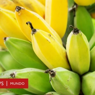 Cómo Holanda logró su primera cosecha de banano sin usar tierra
