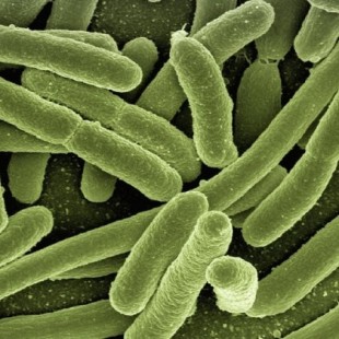 Tu verdadera edad se puede determinar por las bacterias que hay en tu intestino