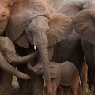 Los elefantes evolucionan y nacen sin colmillos en Mozambique tras décadas de caza furtiva