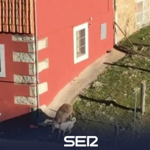 Polémica en Béjar, del PP, por cruel cacería de ciervos