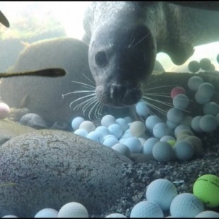 Adolescente saca 50 mil bolas de golf de océano cercano a campos de golf