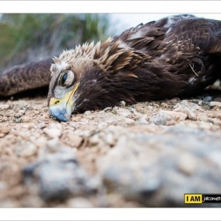 Un águila real, última víctima de los tendidos eléctricos en Albacete