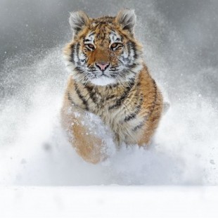 Este es el maravilloso tigre del Amur