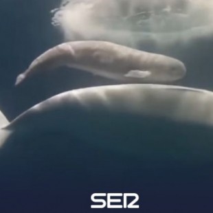 Así es el nacimiento de una beluga