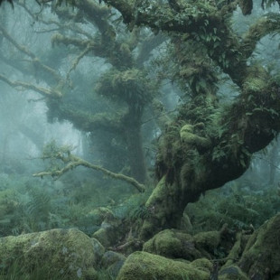 Fotos místicas de Wistman’s Wood, un encantador bosque en Inglaterra