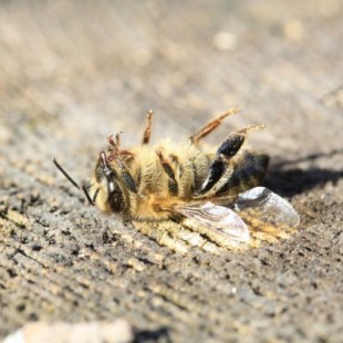 Denuncian envenenamiento de un millón y medio de abejas