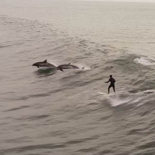 Un grupo de delfines es filmado mientras sigue a un surfista y salta junto a él en Los Ángeles