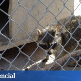 El mapache invade Madrid: de solo dos hembras en 2003 a 814 capturas hasta 2018
