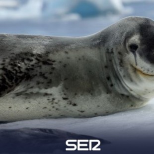 Se busca al dueño de un misterioso USB hallado entre las heces congeladas de una foca