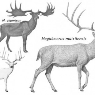 El ciervo gigante que pobló el valle del río Manzanares en el Pleistoceno