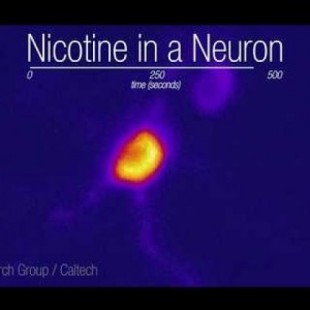 Así es una neurona con nicotina (ING)