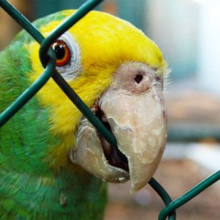 Tribunal de la India reconoce derechos a las aves "a ser libres y volar" y prohíbe enjaularlas