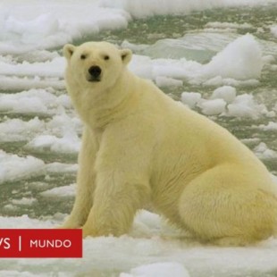Estado de emergencia en unas islas de Rusia por una "invasión" de osos polares