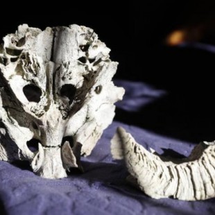 El Congreso Mundial de Ufología se rinde al misterioso cráneo leonés