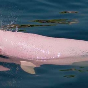 Malas noticias: El delfín rosado del Amazonas está cerca de la extinción