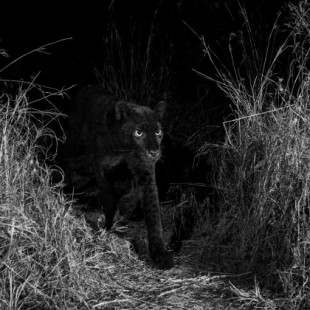 Leopardo negro avistado en África por primera vez en 100 años [ENG]
