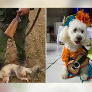 La Federación de Caza compara el maltrato animal con disfrazar a las mascotas
