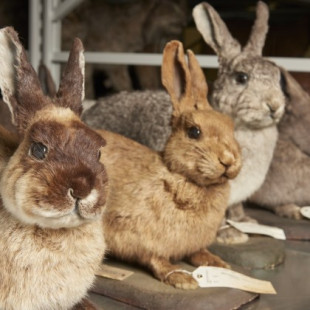 El conejo de Darwin ayuda a explicar la lucha contra la mixomatosis a través de la selección natural (ENG)