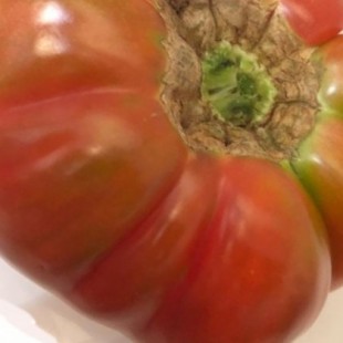 El tomate roteño, sabor tradicional en peligro de extinción