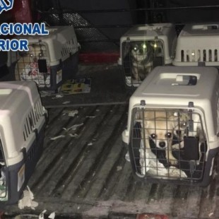 Desmantelan un criadero ilegal de chihuahuas en Madrid