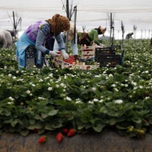 La oferta para la recogida de fresas en Huelva genera escasa repuesta