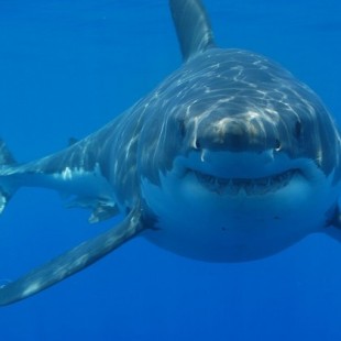 En las entrañas del tiburón "Troy" de Fabien Cousteau