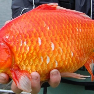 El desastre de liberar a los peces de colores en la naturaleza (ENG)
