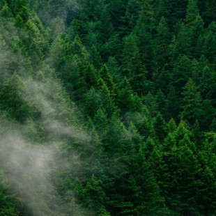 Una replantación masiva de bosques podría anular el efecto de una década de emisiones de CO2 [ENG]