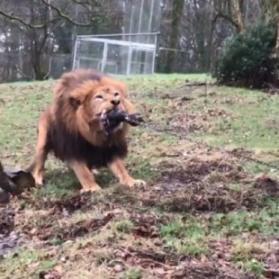 Un zoo permite a los niños jugar al tira y afloja con un tigre y un león