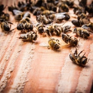 Francia es el primer país en prohibir los cinco plaguicidas relacionados con la muerte de las abejas