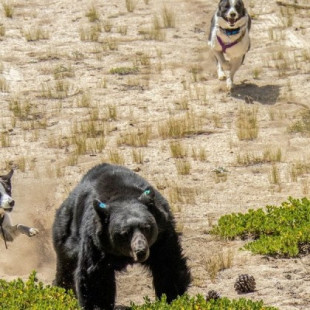 Estos perros ahuyentan a los osos para protegerlos