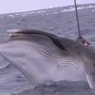 Salen a la luz imágenes de cómo la flota japonesa ilegal caza ballenas en zonas protegidas
