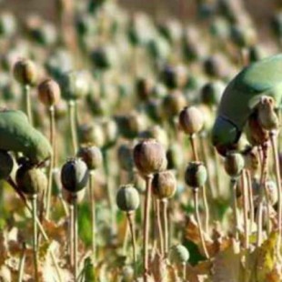 Loros adictos al opio saquean plantaciones de amapola en la India (en)