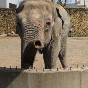 Muere Flavia, 'la elefanta más triste del mundo', tras más de 40 años en cautividad en el zoológico de Córdoba