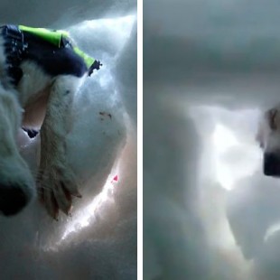 Un hombre enterrado en la nieve grabó al perro de rescate que lo salvó, y es precioso