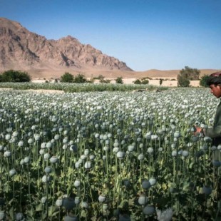 Afganistán, el jardín del opio 