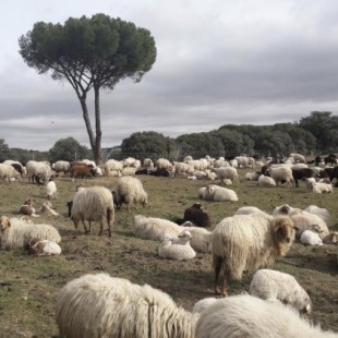 Un rebaño de 600 ovejas se instala en la Casa de Campo