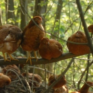 La empresa italiana que está revolucionando la cría de huevos devolviendo las gallinas al bosque