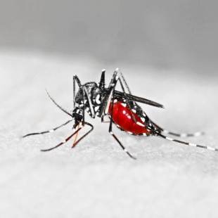 El Aedes Albopictus, también llamado "mosquito tigre"