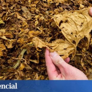El Supremo despenaliza la venta de hojas de tabaco para fumar sin pagar impuestos
