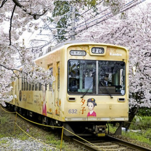El túnel de cerezos de Kioto y su tranvía