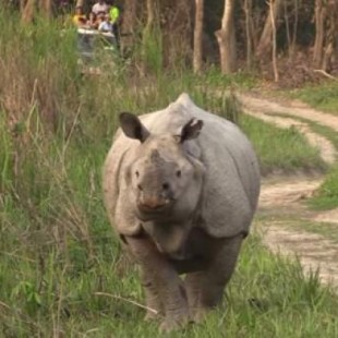 El parque nacional donde es legal matar a cazadores furtivos para proteger a los rinocerontes