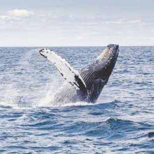 Hallan el fósil de una ballena de 5,7 millones de años en Mallorca