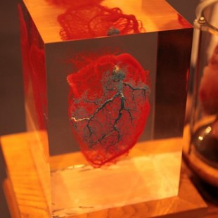 La gran aventura científica de crear un corazón bioartificial humano