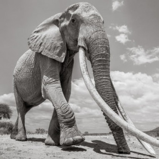 Los últimos retratos de la "reina de los elefantes"