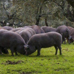 No son solo para los cerdos: por qué deberíamos empezar a comer bellotas