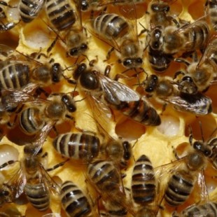 La miel china en España