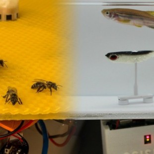 Robots permiten que las abejas y los peces hablen entre sí [ING]